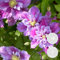 2x Clematis Piilu – Großblütige Waldrebe – Kletterpflanze – Winterheart – ⌀15 cm – 60-70 cm