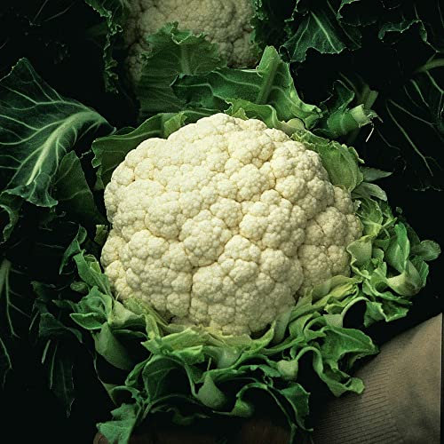 Spring Cauliflower Seeds 'Walcheren Winter Pilgrim' Brassica oleracea Winter Hardy Annual Creamy White Curds Easy to Grow Your Own Vegetables 1x Packet (Approx. 50 Seeds) by Thompson and Morgan