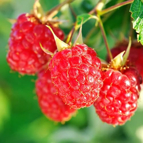 Everbearing Raspberry Bush Plant Live, Cold Hardy, Raspberries Plants Established Roots Live for Planting, 1 Plant 5-9 Inc Tall, No Pot (Red)