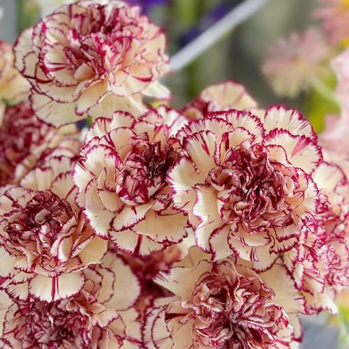 Garofani - Dianthus da balcone recisi semi di chio garofano rampicanti, da giardino roccioso esotici selvatici primaverili, resistenti in vaso 130semi