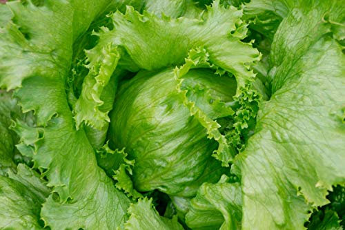 Lattuga icebergKinga - Semi rivestiti -