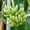 Saterkali Semi di banana, 100 Pz/borsa Semi di piante di banana Forte sopravvivenza Ad alto rendimento Perenne Balcone Piantine di bonsai per fattoria Semi Di Banane
