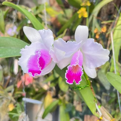 semi di orchidea Cattleya - aiuola rialzata, esterno giardino balcone resistenti 500pcs