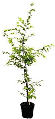 Carpinus betulus – Winterhart, Mehrjährig, Pflegeleicht – Hainbuche – Heckenpflanze für Garten & Sichtschutz