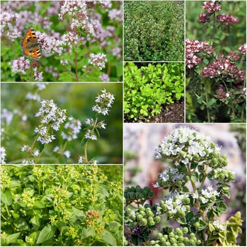 semillas de mejorana - semillas de jardin silvestres bonsái para decoración 40pcs