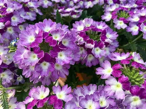 Verveine 'Obsession Twister Violet' 10 Grains, Verbena
