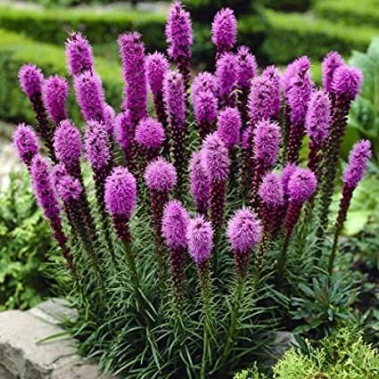 100 piezas de semillas de árbol de arbusto de arándano de montaña