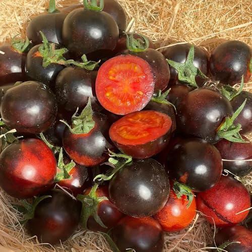 semillas de tomate antiguas variedades, resistentes jardín, orgánicas Balcón 250pcs