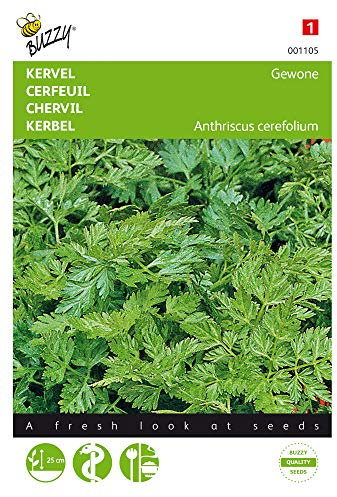 Buzzy Seeds 001105 Kerbel Gewöhnlicher (Kerbelsamen)