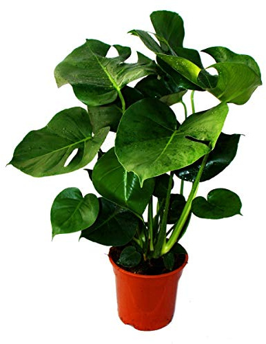 Monstera deliciosa Fensterblatt 21cm Topf ca. 50-60cm hoch