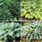 PAKCELL Hosta pflanze winterhart(funkie hosta pflanze) - Pflanzen zur Gartendekoration-4knollen-C