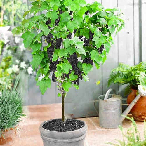 Johannisbeeren Stämmchen 'Schwarz' 120cm, im Topf, 1 Strauch, Ribes nigrum, Johannisbeerstrauch, mehrjährig, pflegeleicht, reiche Ernte an essbaren Früchten, winterhart, Obstpflanzen für Garten Balkon