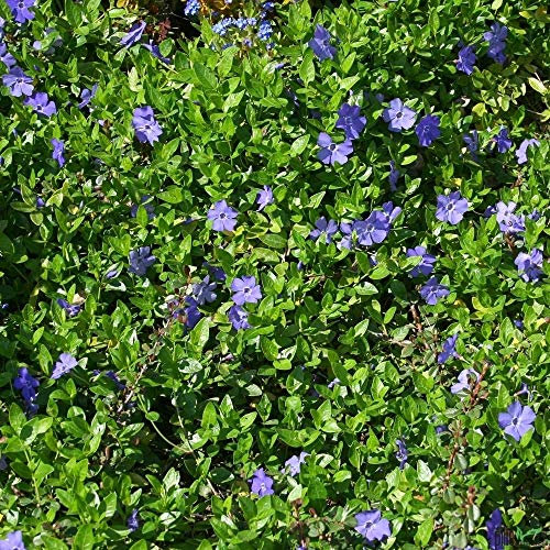 Vinca minor immergrüner Bodendecker winterhart 5-7 Triebe pro Topf violett blau (30 Stück)