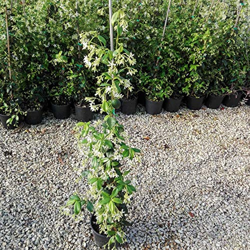 Gelsomino Rampicante, 10 piante alte 100/120 cm, vaso 16, per 8-12 metri di siepe