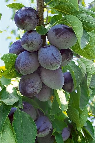 Prunus domestica 'Hauszwetsche' 40 cm Stammhöhe – Winterhart, Mehrjährig, Pflegeleicht – Zwetschge – Obstbaum für Garten & Obstwiese
