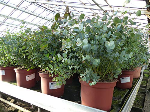 gruenwaren jakubik XXL Eucalyptus Gunni Gunnii Busch Eukalyptusbaum 50-60 cm, Pflanze winterhart
