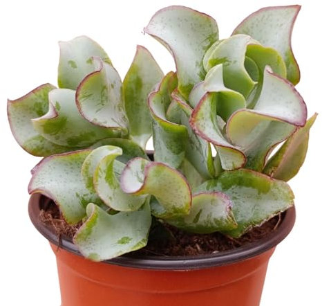 pianta vera Pianta Grassa Crassula argentea succulenta perenne arbustiva