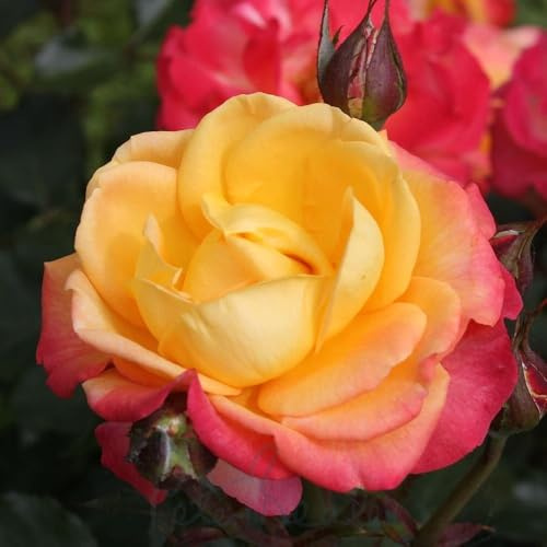 Peter Beales Roses Flaming Star Hybrid Tea Rose, Multi-Coloured Flame Blooms, 75cm Height, Outdoor Garden, Disease Resistant, June-September Flowering