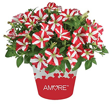 Petunia Natural Planta de Exterior Ideal para dar Colorido a tu Jardín, 1 unidad