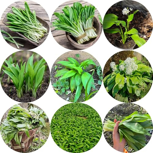 Aglio orsino - Allium ursinum - per giardino di da interno Semi di resistenti in vaso d'appartamento rare varietà 350semi