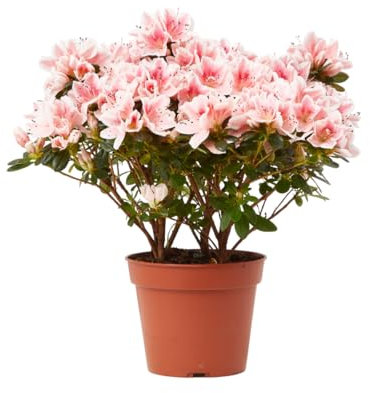 Verdecora Azalea Indica en maceta Ø13cm | Rhododendron indicum | Planta de Interior y Exterior | Arbusto natural | Flores Vibrantes y Elegantes | Ideal para Decoración Sofisticada