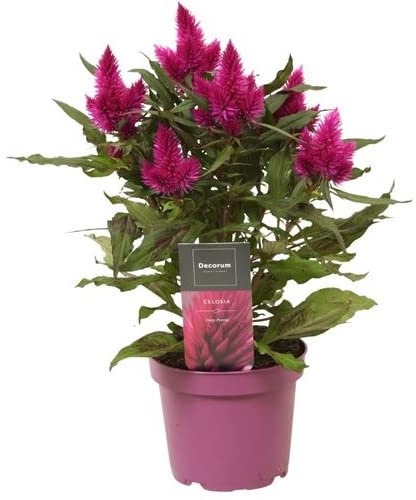 Amaranto Plumoso Flor Natural Planta Celosia Planta de Terciopelo
