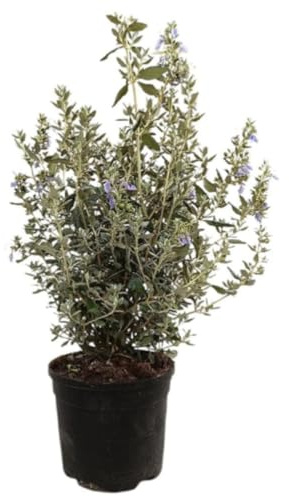 Planta natural Teucrium Fruticans, 50-60 cm. Arbusto mediterráneo perenne con hojas grisáceas, flores azuladas y gran resistencia. Segura Garden.