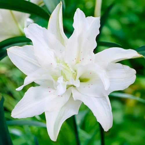 LILIUM-lökar (LILJOR) | Lökar från de bästa nederländska odlarna | Exklusivt urval och kvalitetskontroll | Blomningsgaranti. (1 Dubbelblommande Orientallilja Vit)