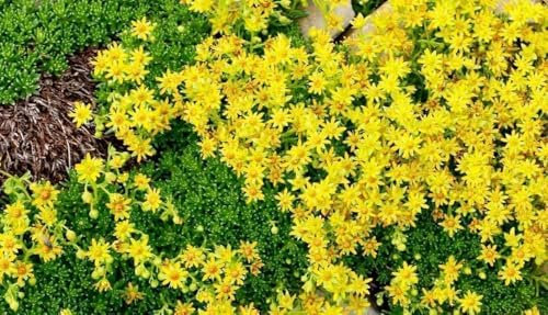 Sedum selskianum 100 Graines, Orpin jaune - plante vivace, couvre-sol, jardin de rocaille