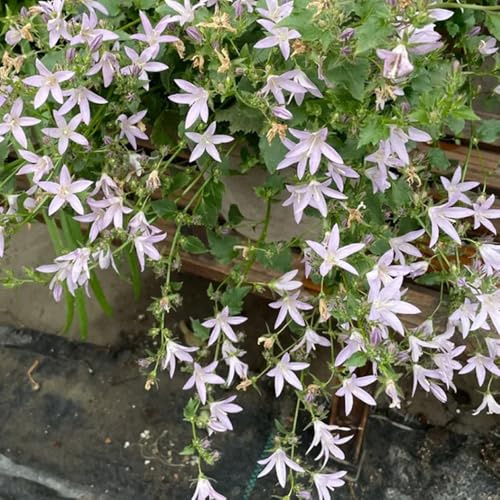 semillas de campanilla, cortadas, Campánula mediana, variedades antiguas resistentes, jardín 100pcs