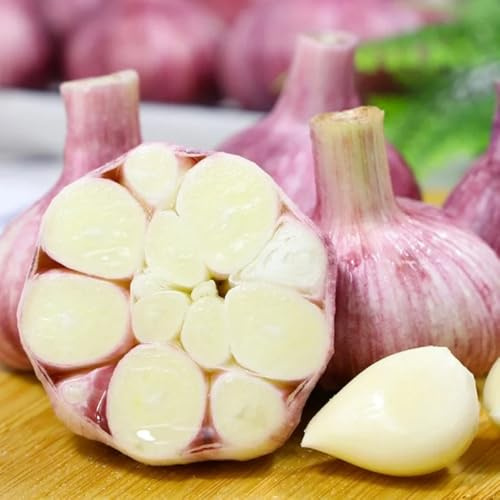 aglio elefante invernale da l'aglio fresche da giardino tappezzanti kit per pacciame giardino 5pcs