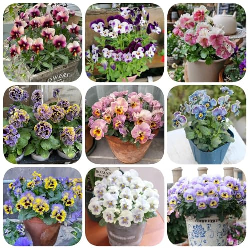 semi di viola del pensiero biologici, Balcone, resistenti La viola del pensiero resistenti di campo da balcone, 150pcs