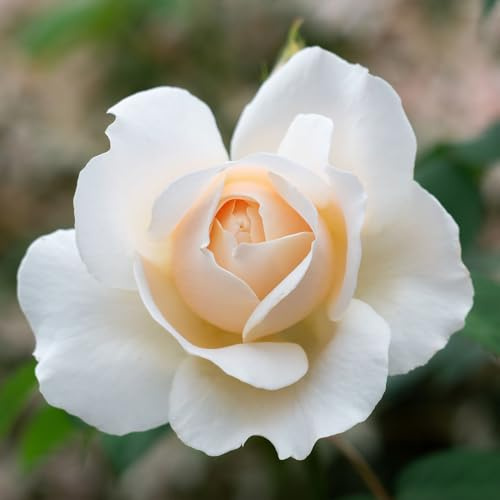 YouGarden Joanne's Rose, Established Plant in 4 Litre Pot, Ready to Plant Climbing Rose, Champagne Cream Roses for Pots, Beds, or Borders
