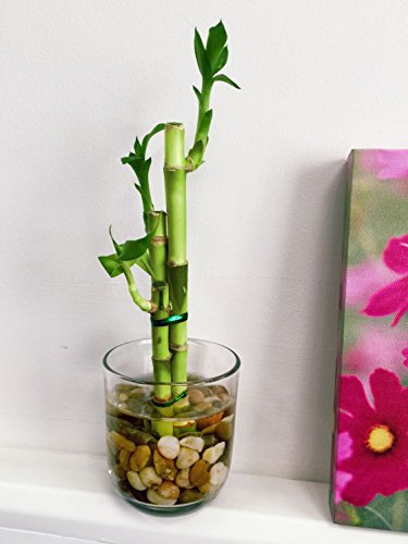 Easy Plants Arranged Lucky Bamboo Plant in Round Glass Vase with Pebbles - Indoor Bonsai for Feng Shui