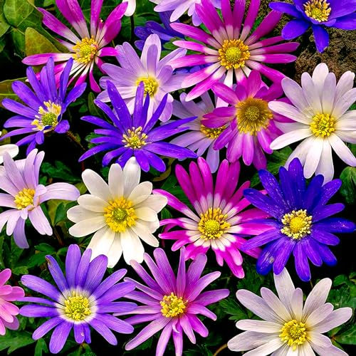 Anémones oignons Blanda mélange (50 anémone tubercules mélange dans l'emballage) bulbes de fleurs vivaces et résistants à l'hiver pour pots, balcons et jardin (plante forte, pas de graines)