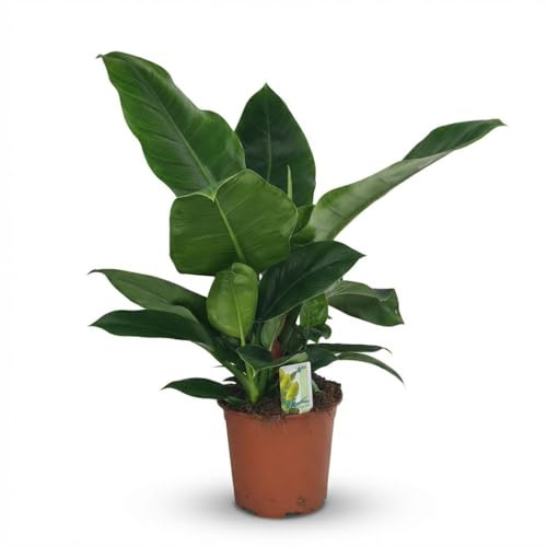 Philodendron - Philodendron Imperial Green - Grön - Enkel skötsel - 55-65cm - Ø19cm - Krukväxt - Vintergrön