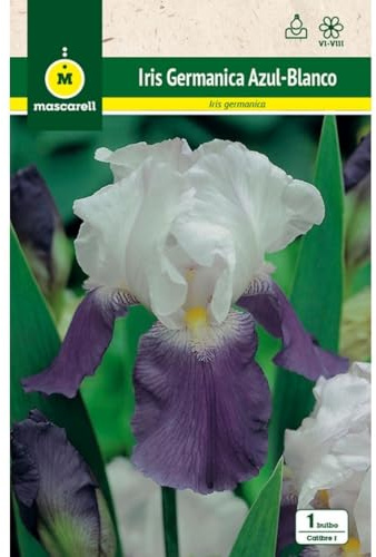Mascarell Semillas, IRIS GERMANICA AZUL Y BLANCO, Semillas Bulbosas, Bulbos de Flores Primavera Fácil de Cultivar, Bolsa 1 Bulbo
