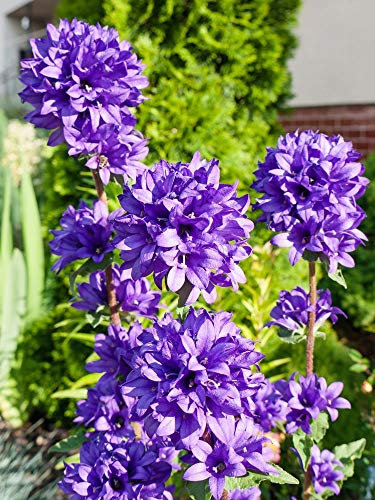 Potseed 50 graines Knäuel campanule 'Acaulis de (Campanula glomerata)