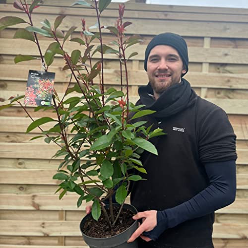 Established Photinia Red Robin Hedging Plant | 80-90cm | Evergreen Hedging