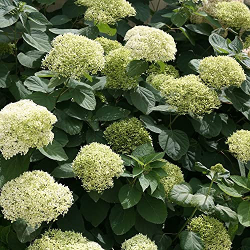 Hortensia de Virginie 'Lime Rickey' – Hydrangea arborescens 'Lime Rickey' 30-50 cm pot | Arbuste à grandes fleurs vert clair, idéal massif & terrasse