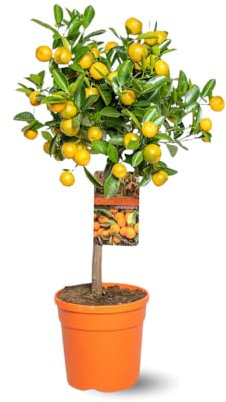 Attitude Jardin - Mandarinier calamondin - citrus × microcarpa - agrume méditerranéen - arbre fruitier - 75-85 cm - ⌀ 22 cm - agrume d'intérieur