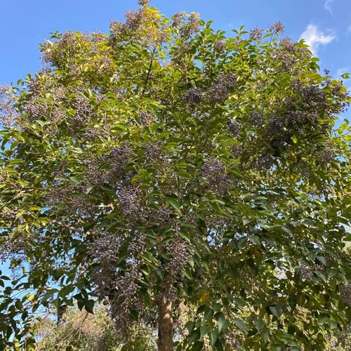 aligustre - semillas hojas jardín verdes semillas interior exóticas resistentes 200pcs