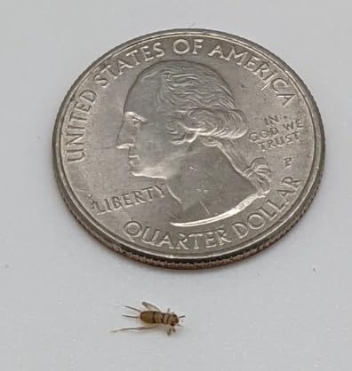 1/8 Live Banded Crickets (1000 Count)