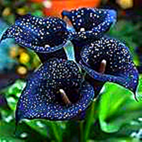 Mix Calla Bulbi, piante perenni, Calla Lily Bulbi grande, Calla in vaso, profumate, pianta Calla(Non artificiali)-6 bulbi-A