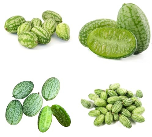 semi di anguria pollice da frutto da frutto colonnari semi di per il giardino comprare balcone nani, resistenti colonnare serre balcone 50pcs