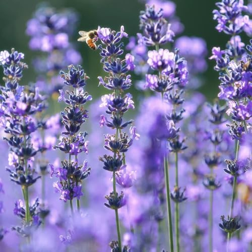 semi di lavanda - in vaso per arredamento ufficio da giardino giardino, la cucina letto rialzato tappezzanti da 600pcs