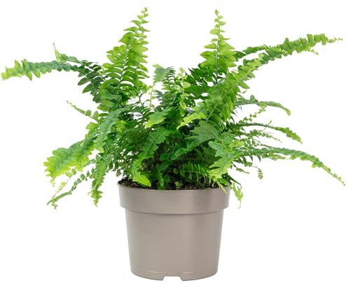 Schwertfarn 'Green Lady' - pflegeleichte Zimmerpflanze, Nephrolepis - Höhe ca. 35 cm, Topf-Ø 12 cm