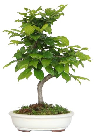 KENTIS - Bonsai di Carpino - Carpinus Betulus - Piante Vere da Esterno Ornamentali - Giardino Balcone Terrazzo - H 50/60 cm Vaso in Ceramica 30 cm