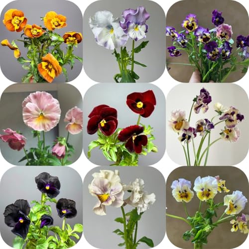 semi di viola del pensiero, balcone di viola del pensiero to perenne, decorazione autunnale Balcone, 600pcs