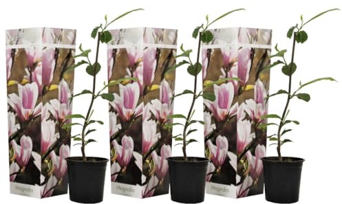 Plant in a Box - Magnolia Soulangea - Set de 3 - Arbuste à croissance large/petit arbre résistant au froid - Fleurs Rose - Pot 9cm - Hauteur 25-40cm